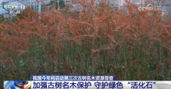 多点发力加强古树名木认知和 让“绿色瑰宝”枝